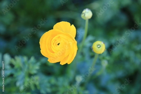 Obraz 可愛い黄色い花