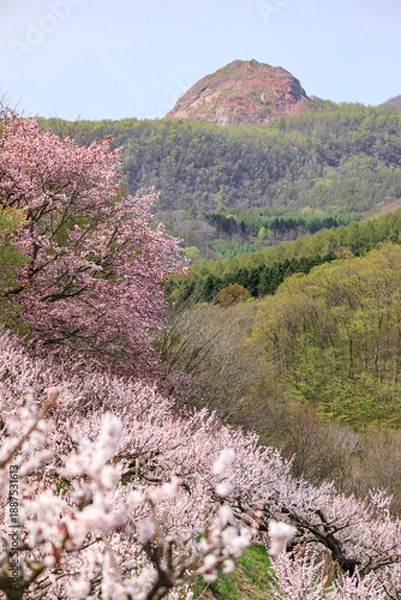 Obraz 北海道壮瞥町、青空のもと咲き誇る壮瞥公園の梅・桜と昭和新山【5月】