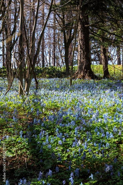 Obraz 北海道富良野市、早春の森を優しく彩るエゾエンゴサク【4月】