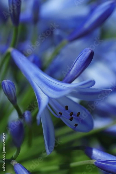 Fototapeta 咲き乱れるムラサキクンシラン