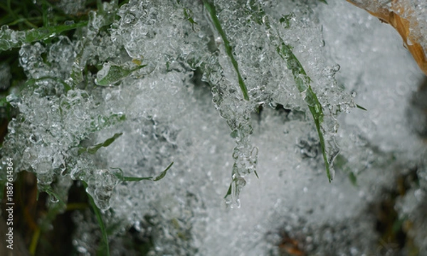 Obraz The grass is covered with ice.