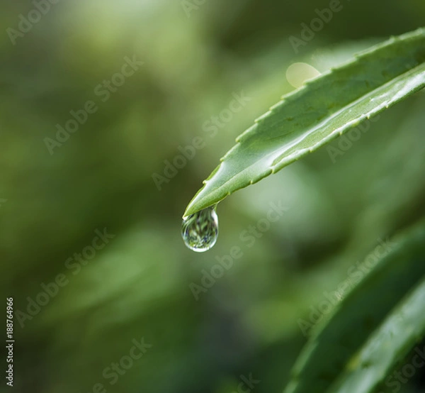 Obraz Closeup of water drop on leafs
