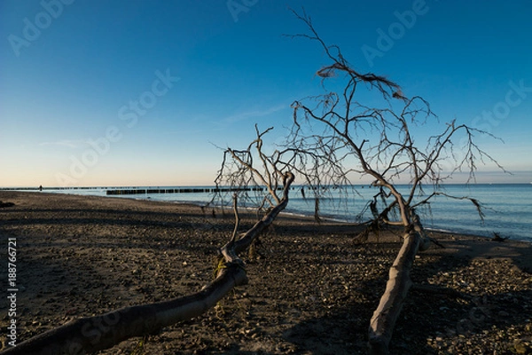 Fototapeta Tree on the beach 