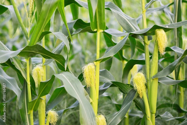 Obraz Corn pods are growing.