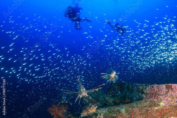 Obraz Lionfish, Glassfish and SCUBA divers on a shipwreck