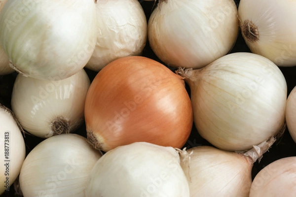 Obraz Fresh onions as background