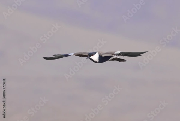 Obraz seagull in flight