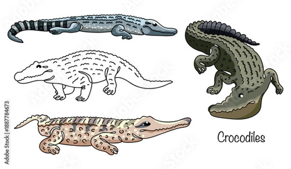 Obraz Crocodiles