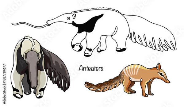 Obraz Anteaters