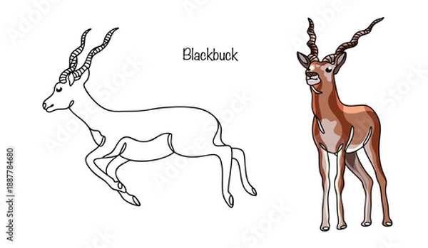 Obraz Blackbuck