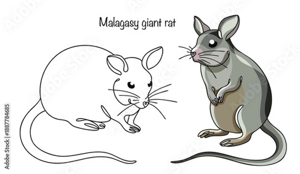 Obraz Malagasy giant rat