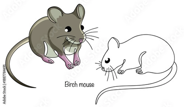 Obraz Birch mouse