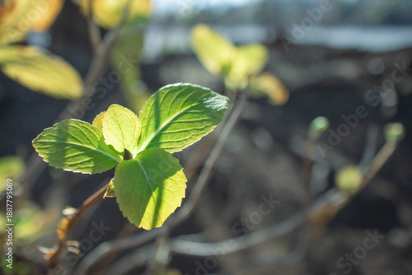 Obraz 光に照らされた葉