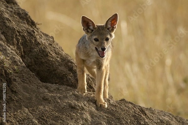 Obraz African fox