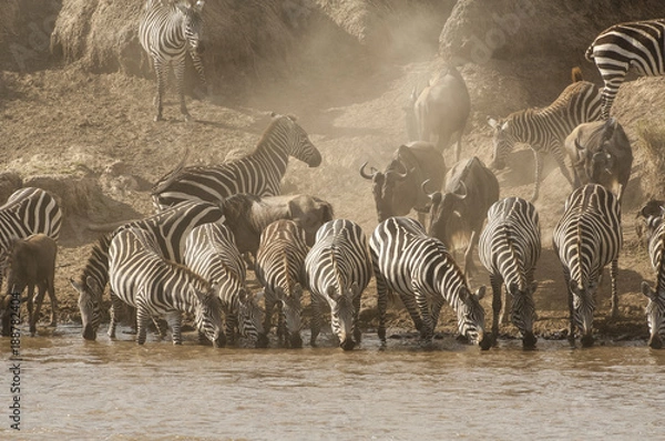 Obraz Zebras watering