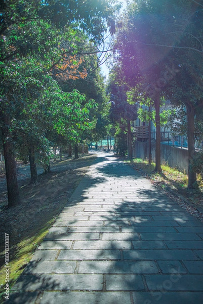 Obraz 光の当たる道