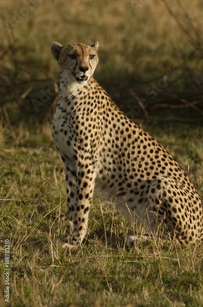 Obraz Cheetah posing