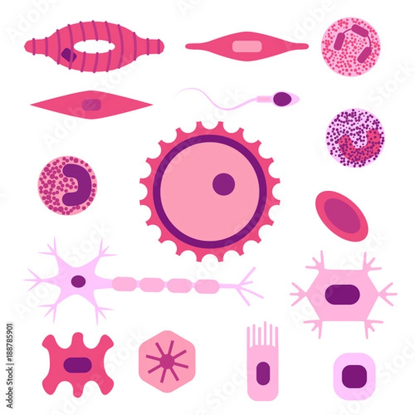 Obraz human cell type set