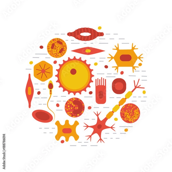 Obraz human cell type set