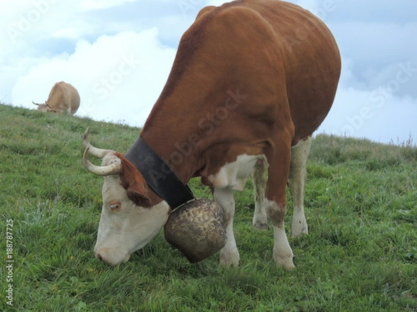 Obraz Cows On Pasture