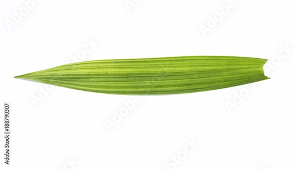 Obraz Fresh green leaf on white background