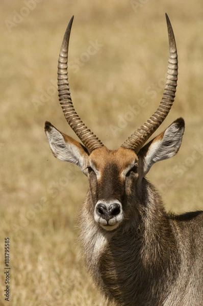 Obraz Antelope headshot