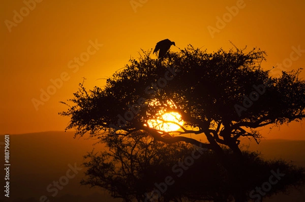 Obraz Vulture in tree at sunset