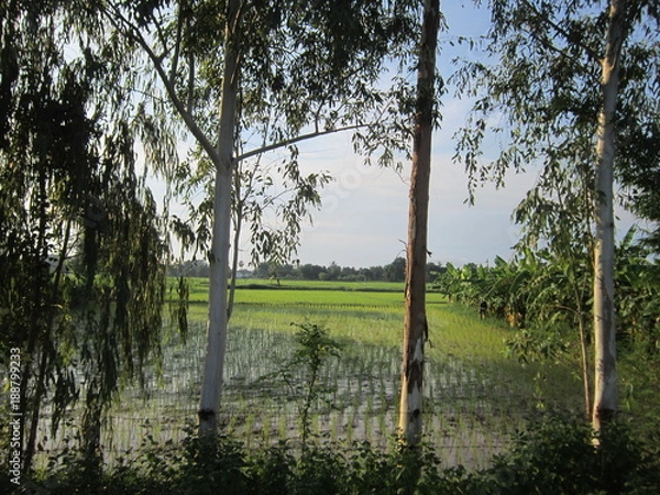 Obraz Eucalyptus trees and rice paddies