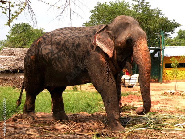 Fototapeta big elephant