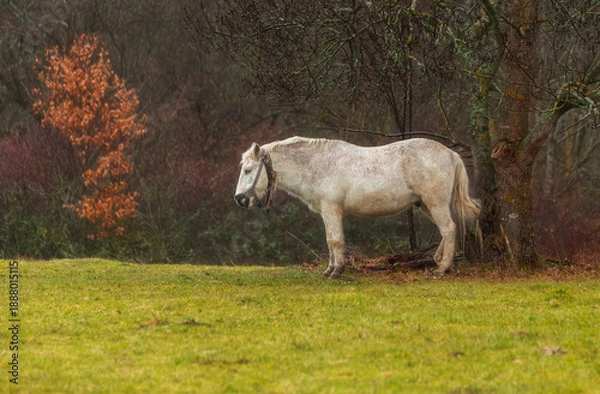 Obraz horse in the field