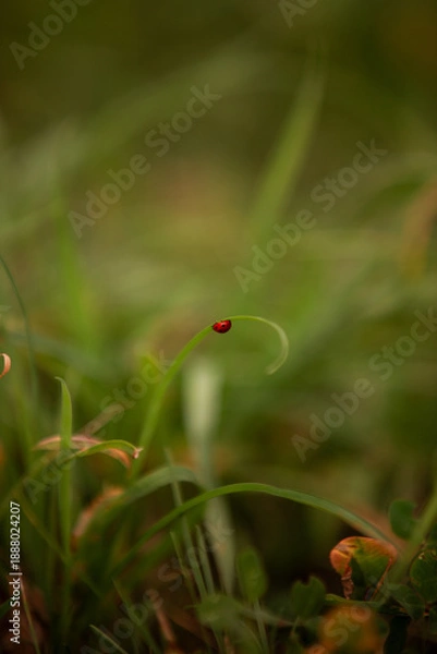 Fototapeta ladybird on a leaf