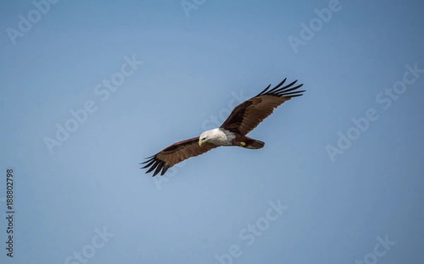 Obraz Sea Egale in search