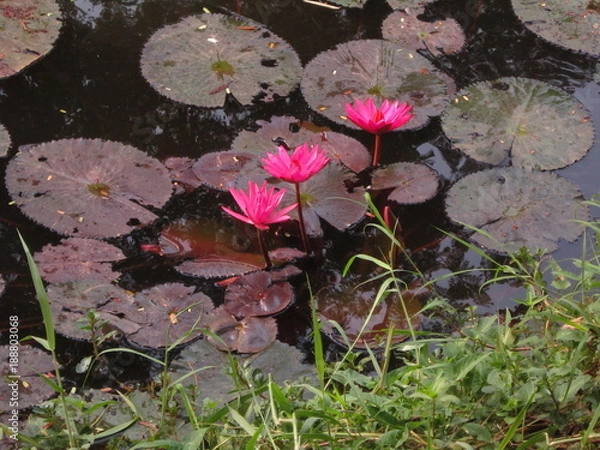 Obraz Three lotus flowers
