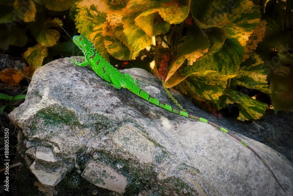 Obraz Green Anole