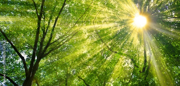 Fototapeta 緑の木　太陽光