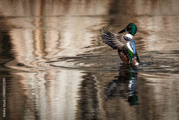 Obraz Ruffling Feathers