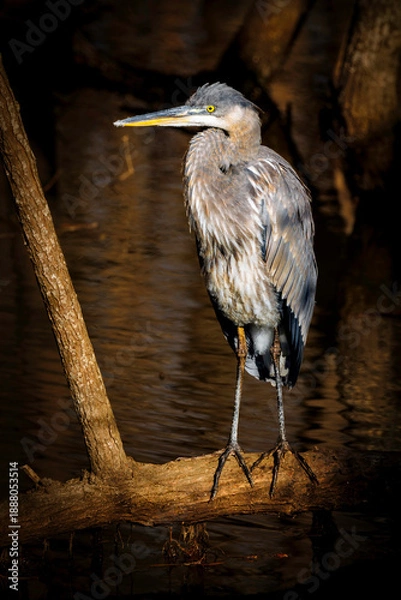 Obraz Stumpy Lake Great Blue 2