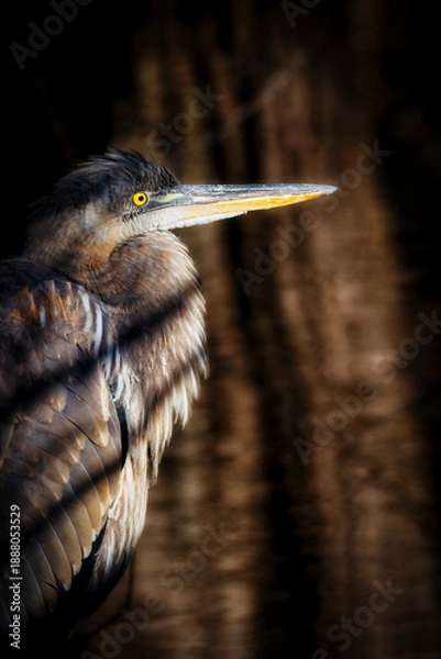 Obraz Stumpy Lake Great Blue 4