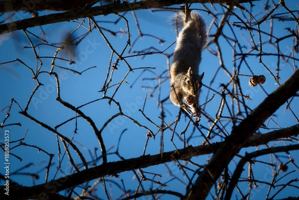 Obraz Stumpy Lake Squirrel