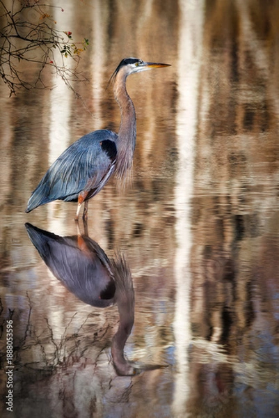 Obraz Stumpy Lake Great Blue