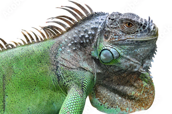 Obraz A big iguana lizard on white background.