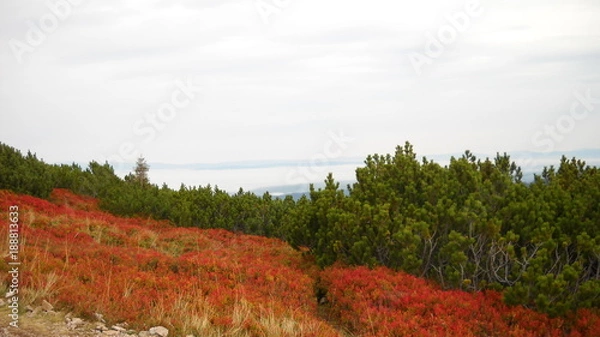 Obraz Kolory jesieni