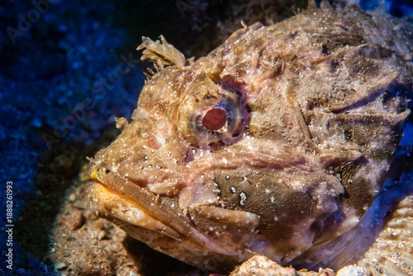 Obraz Dramatic Scorpionfish Portrait Underwater