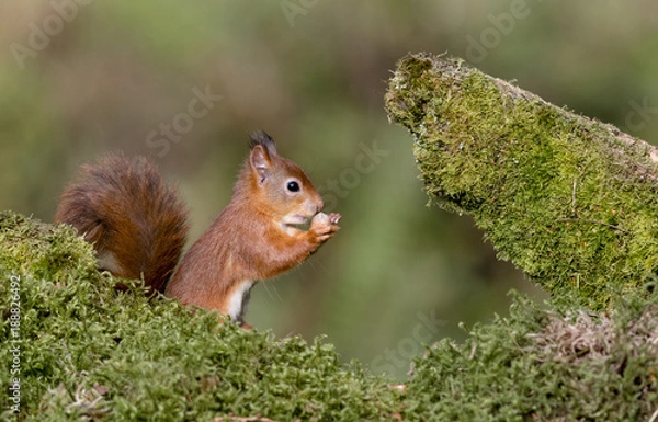 Fototapeta Side profile of Red Squirrel (Sciurus vulgaris) clutching hazelnut
