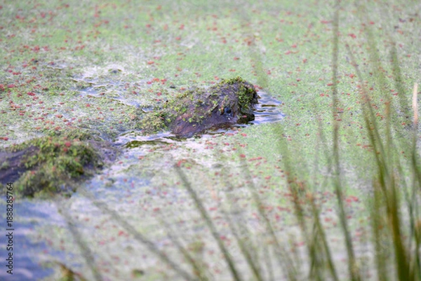 Obraz beaver in the water