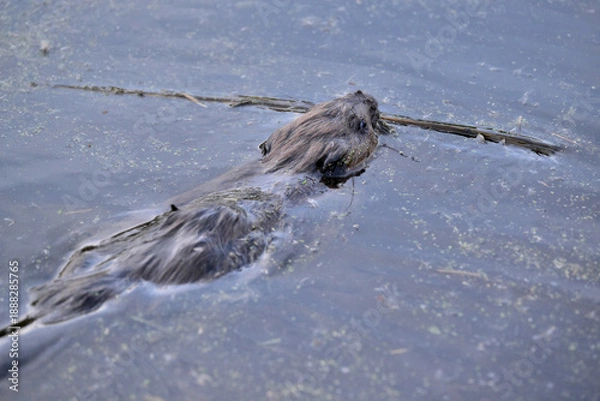 Obraz beaver in the water