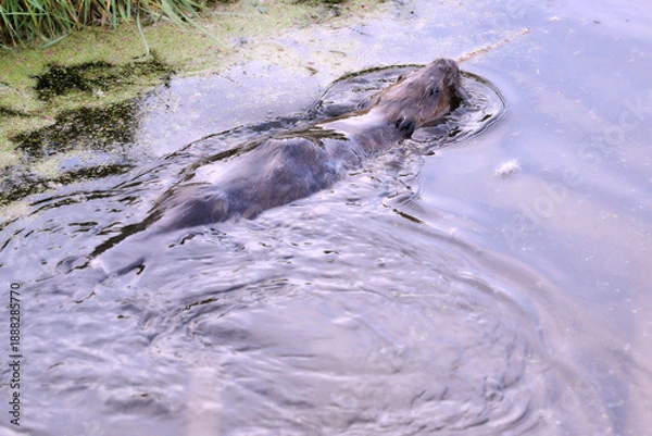 Obraz beaver in the water