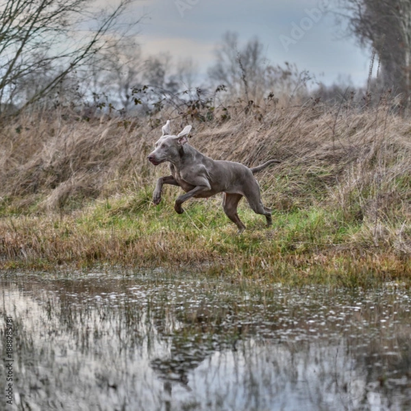 Obraz weimaraner jumping in water