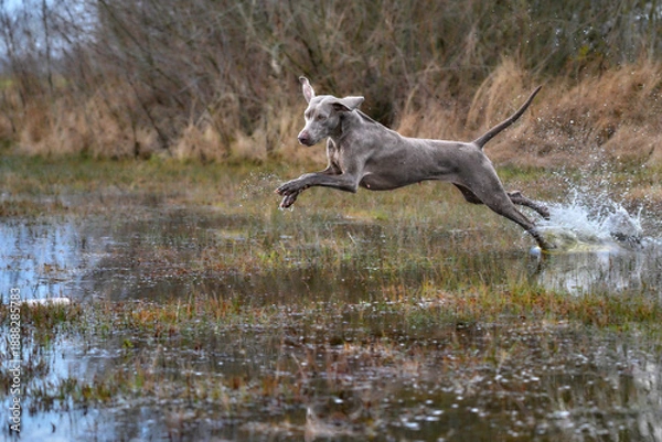 Obraz weimaraner jumping in water