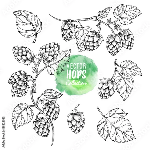 Fototapeta Sketches of hop plant. Hops vector set. Humulus lupulus illustration for packing, pattern, beer illustration.